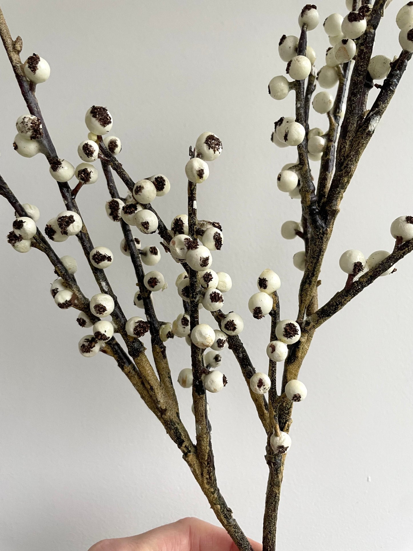 Ivory berry stem