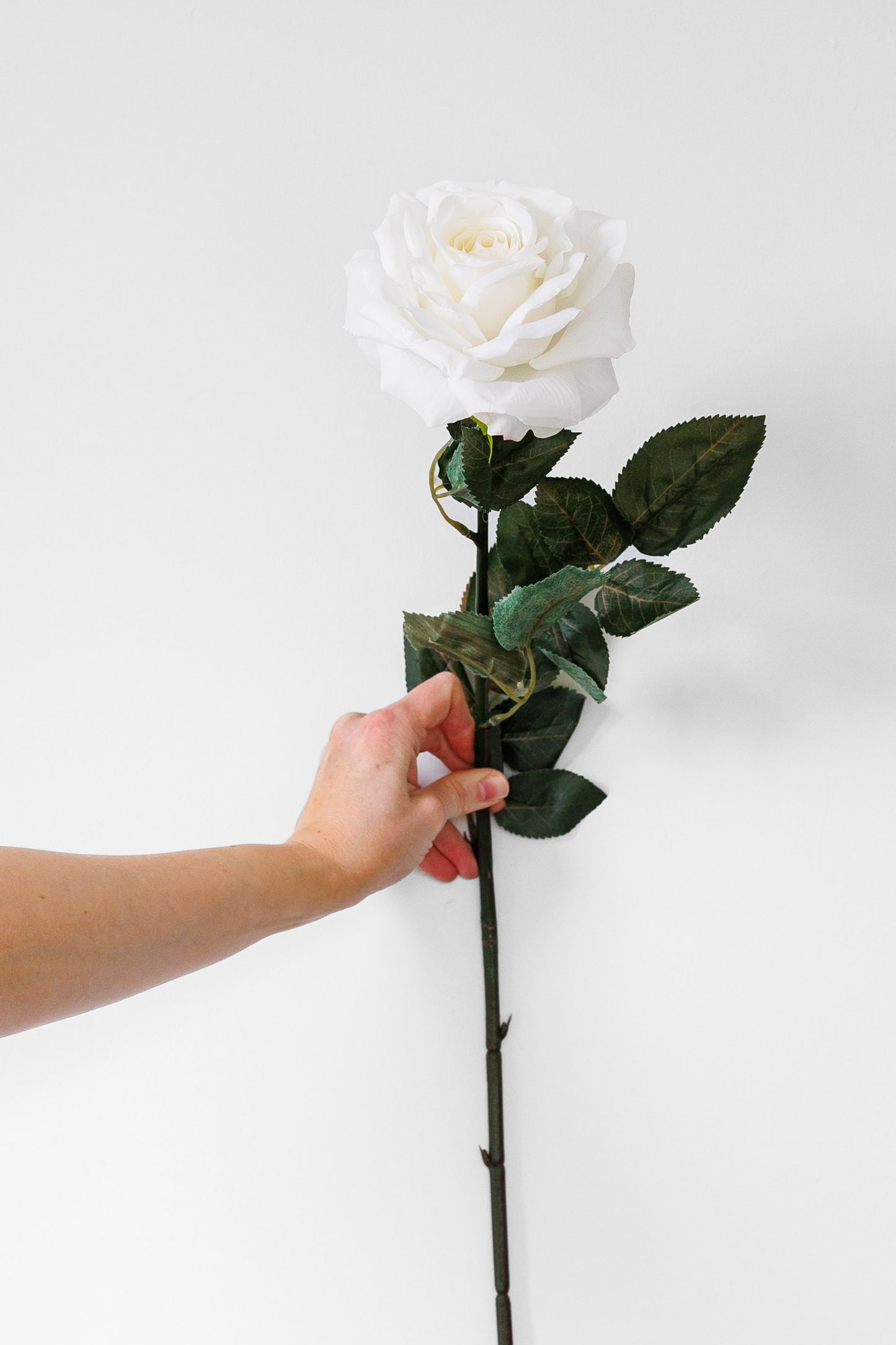 Large ivory rose