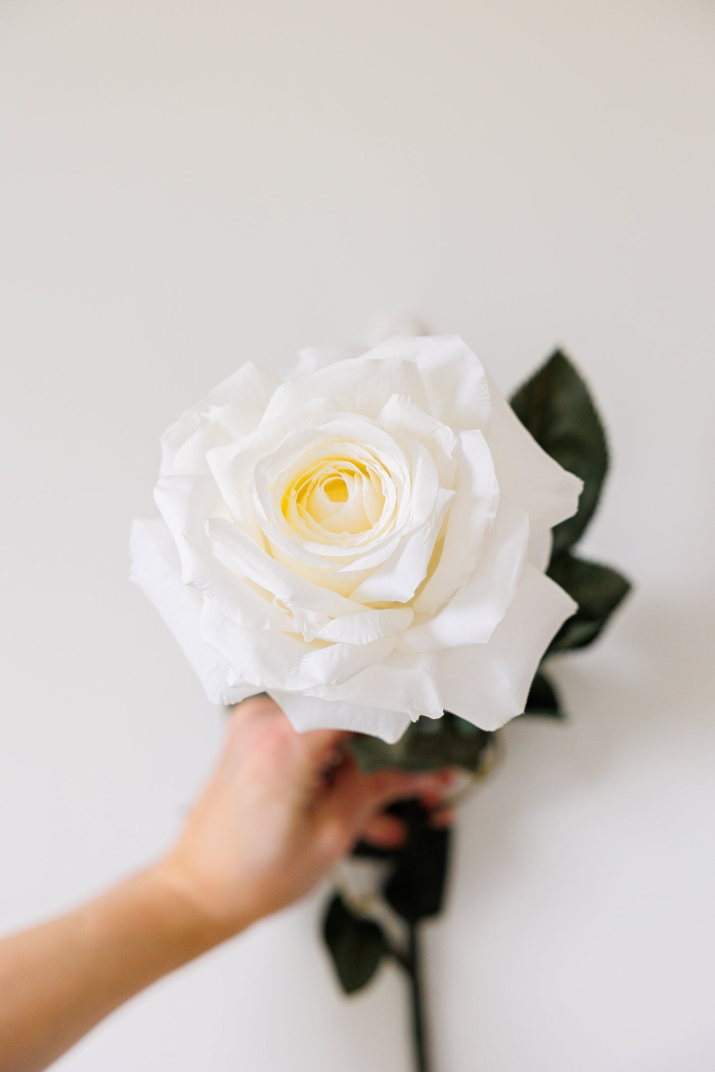 Large ivory rose