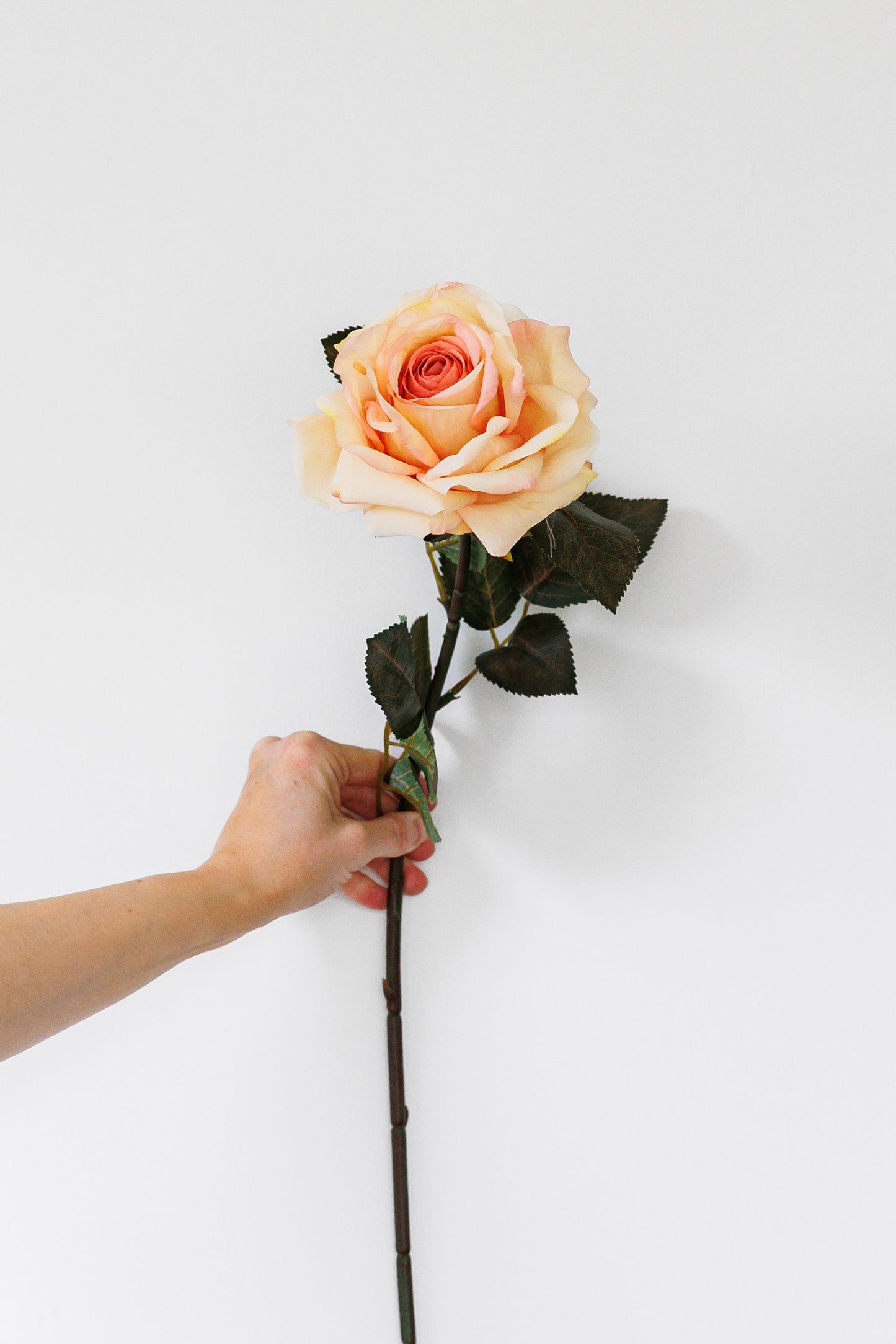 Blush pink rose stem