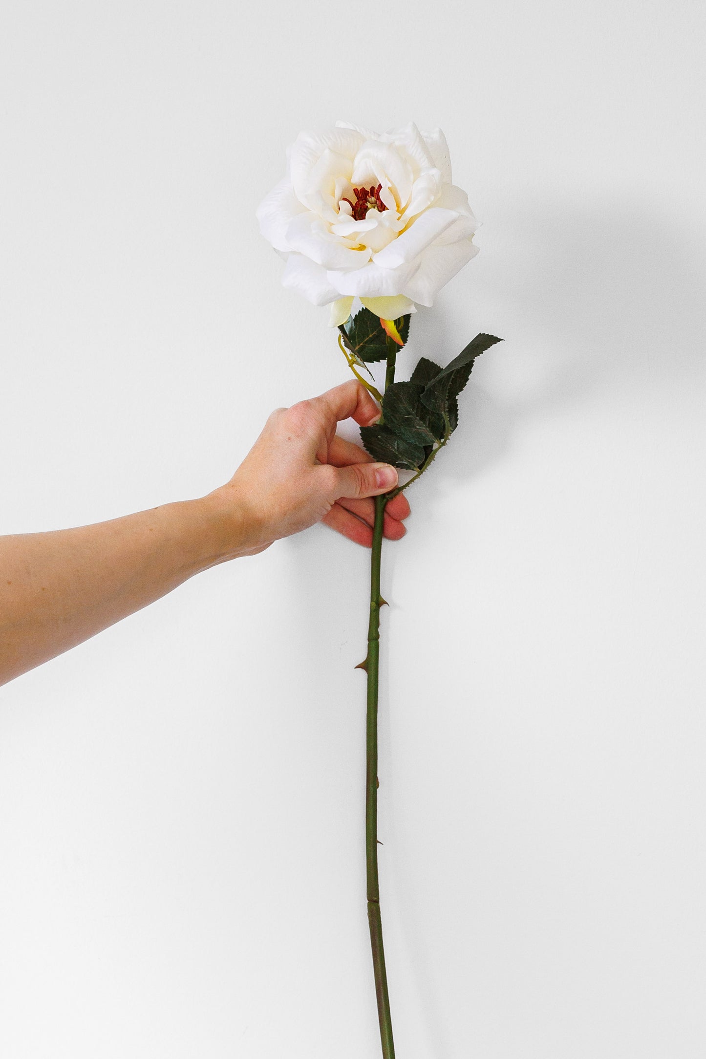 Ivory rose stem