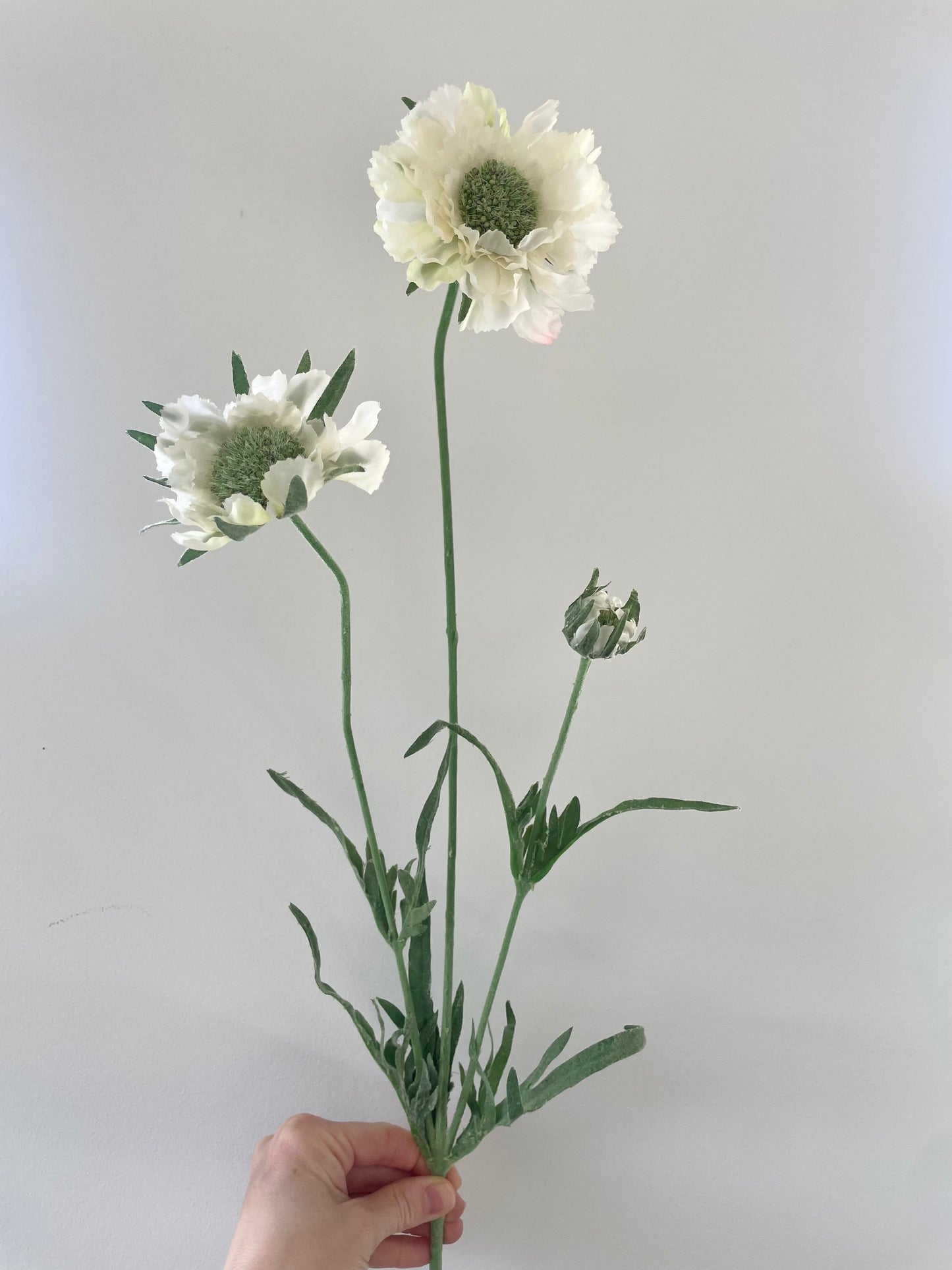 Faux scabiosa stem - ivory