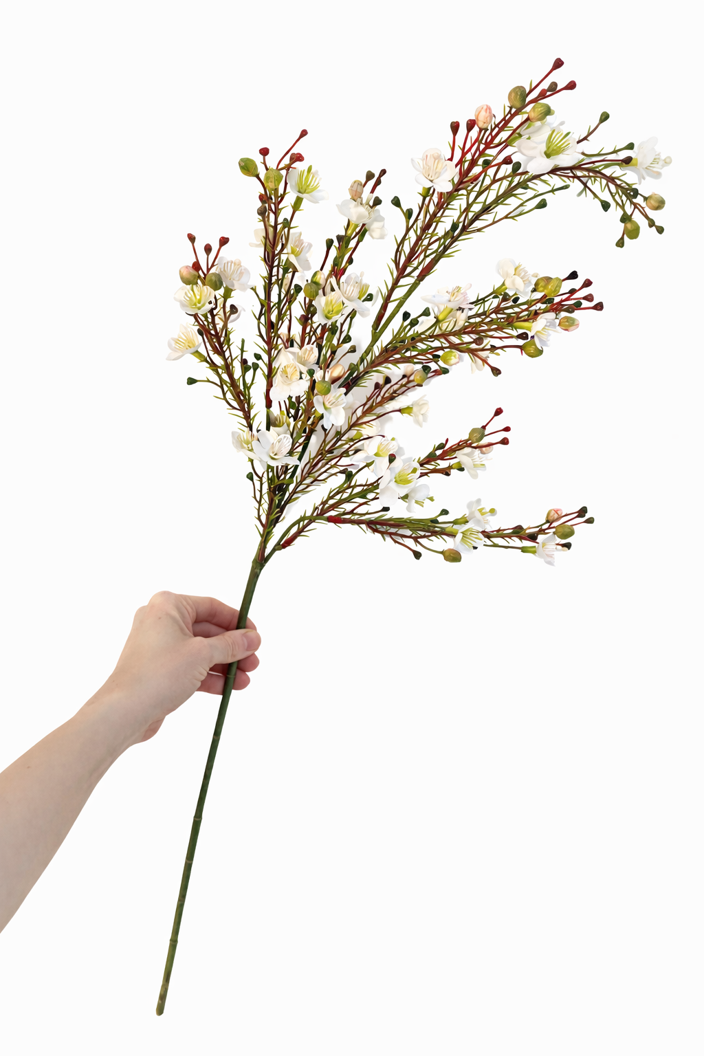 Faux ivory waxflower