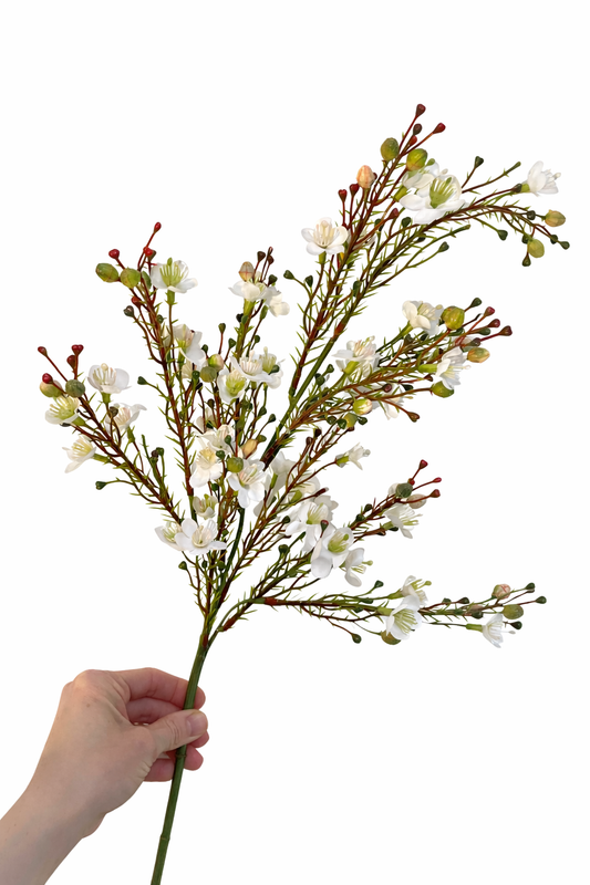 Faux ivory waxflower
