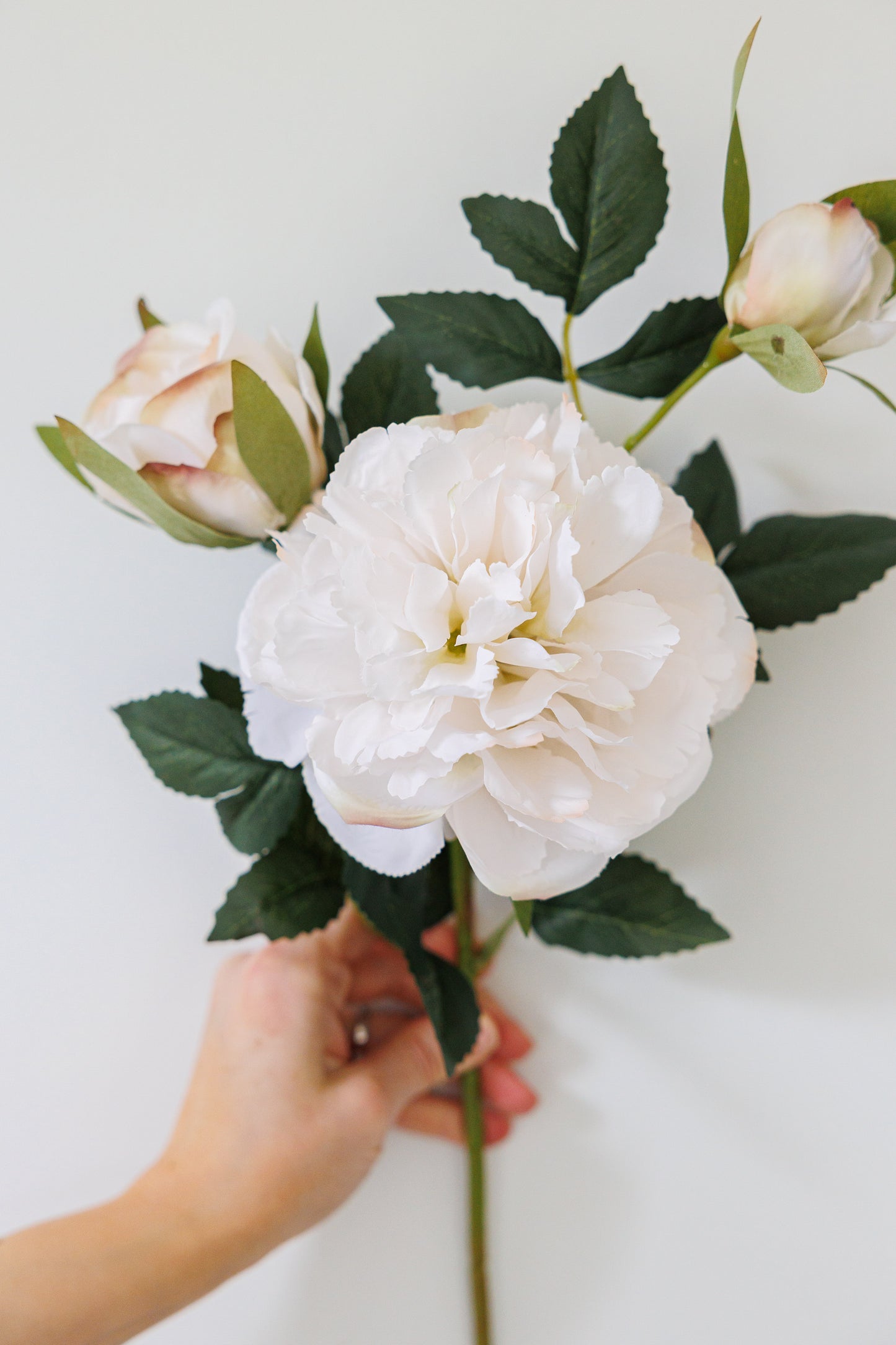 Ruffle peony - ivory