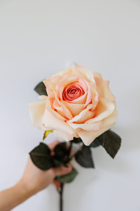 Blush pink rose stem