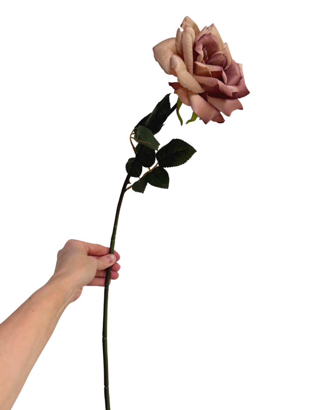 Faux chestnut rose stem